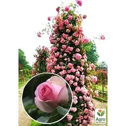 Саджанець Agro-Market Троянда плетиста Eden Rose (клас АА +) вищий сорт (17394) 1 шт. - мініатюра 2