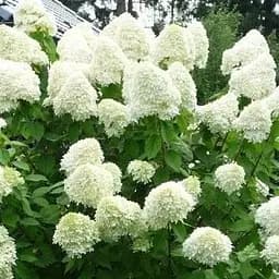 Саджанець Agro-Market Гортензія волотиста кремово-біла Ластівка (Swallow) (преміальний сорт, контейнер P9) (50103)