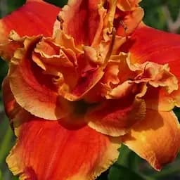 Лілійник "After The Fire" (49785)