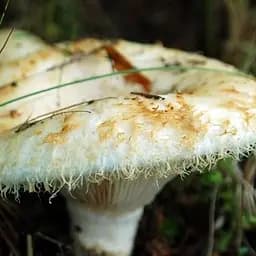 Сухий зерновий міцелій "Груздь справжній" 100г (45570)