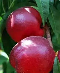 Саджанець Agro-Market Нектарин яскраво-червоний Медова насолода (Honey sweetness) (англійська селекція, преміальний супер ранній сорт) 1 шт. в упаковці (44001)