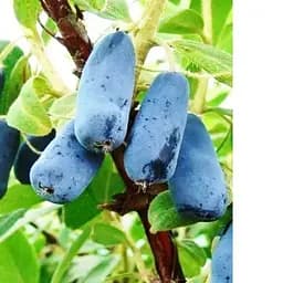 Саджанець Agro-Market Жимолість синьо-сизого кольору Ягідний пудинг (Berry Pudding) (преміальний високоврожайний сорт, ранній термін дозрівання) 1 саджанець (48928)