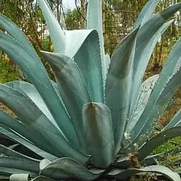 Агава американська "Latifolia" (кадкова вічнозелена екзотична рослина) (77304)