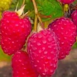 Малина Agro-Market "Брусвяна" (ремонтантный высокоурожайный и крупноплодный сорт) 1-летний саженец (189485) 1 шт в упаковке