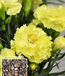 Семена Весна Гвоздика Шабо Желтая (Зипер) 0.5 г (115582)