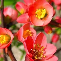 Саджанець Agro-Market Хеномелес (Айва японська) Pink Trail (49494)