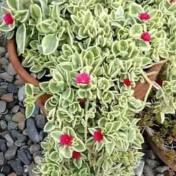 Аптенія ампельна "Variegata" (185707) 1 саженец