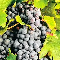 Саджанець Agro-Market Виноград Чорний Лікар (винний сорт) 1 шт. в пакуванні (178203)