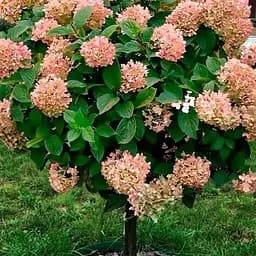 Гортензия метельчатая на штамбе "Graffiti" С3 высота 70-100см (186210) 1 саженец