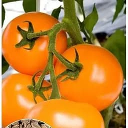 Насіння Весна на вагу Томат Дабл оранж ціна за 1 г (46361)