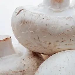 Сухий зерновий міцелій «Печериця великоплідна» 10г (45509)