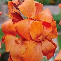 Канна Темнолиста "Panache Black" (189898) 1 шт