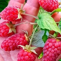 Малинно-ежевичный гибрид 2х-летний Agro-Market "Ред Даймонд" (ранний срок созревания) вазон 0,8 л (186464) 1 саженец в упаковке