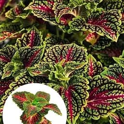 Колеус Stained Glassworks Spacecake 1 саженец (182531)