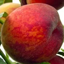 Саджанець Agro-Market Персик Посол Миру (літній сорт, середній термін дозрівання) (25773) 1 шт. в упаковці