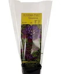 Клематис Agro-Market Temptation 1 саджанець в упаковці (24093) - мініатюра 2
