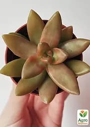 Очиток "Нуссбаумера" (Sedum nussbaumerianum) (182496) 1 саженец - мініатюра 3
