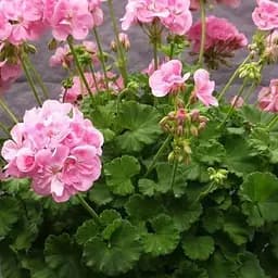 Пеларгонія зональна Quality Line "Emilia" (185002) 1 саженец