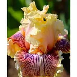 Луковица Agro-Market Ирис бородатый крупноцветковый Read Between The Lines (183923) 1 шт.