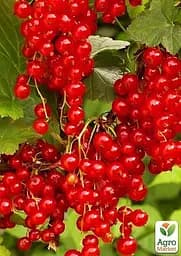Саджанець Agro-Market Порічка (смородина) червона Августус пізній термін дозрівання) 1 шт. в пакуванні (23391) - мініатюра 2