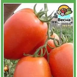 Семена Весна Томат Новичок 0.2 г (10452)