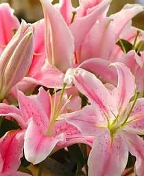 Луковица Agro-Market Лилия Комнатная Souvenir 1 шт. в упаковке (20827)