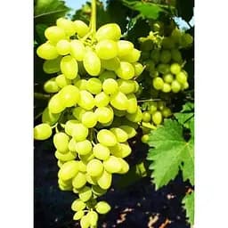 Саджанець Agro-Market Виноград Довгоочікуваний (кишмиш, дуже ранній термін дозрівання, стабільно високий рівень врожайності) 1 шт. в упаковці (17700)