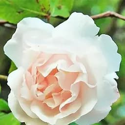 Троянда плетиста Agro-Market Мадам Альфред Карр'єр саджанець класу АА+ вищий сорт 1 шт. в упаковці (178139)