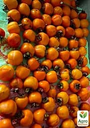 Саджанець Agro-Market Хурма Волове серце на віргінській морозостійкій підщепі 1 шт. в упаковці (26255) - мініатюра 3