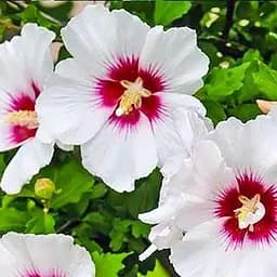 Саджанець Agro-Market Гібіскус сирійський білий (44205)