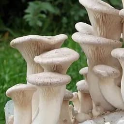 Сухий зерновий міцелій "Глива королівська" 10г (45490)