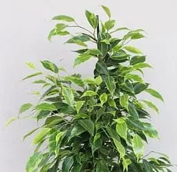 Саджанець Agro-Market Фікус Бенджаміна Anastasia (висота 40-50 см) (166281) 1 шт. в упаковці (кімнатний)