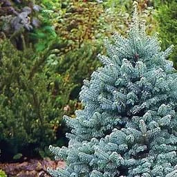 Саджанець Agro-Market Ялиця Арізонська блакитна (Abies Lasiocarpa var arizonica) горщик P9 (176502)