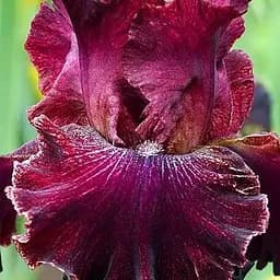 Ирис бородатый крупноцветковый "Pep Rally" 1 шт (41132)