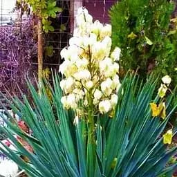 Саженец Agro-Market Юкка нитчатая (корневище) (46687)