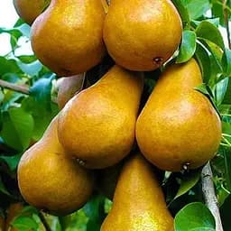 Саженец Agro-Market Груша Бере Боск (осенний сорт, средний срок созревания) (36529) 1 шт. в упаковке