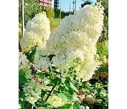 Саджанець Agro-Market Гортензія 3-х річна волотиста Magical Matterhorn (176641) 1 шт. в упаковці