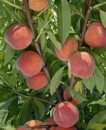 Саджанець Agro-Market Персик Посол Миру (літній сорт, середній термін дозрівання) (25773) 1 шт. в упаковці - мініатюра 3