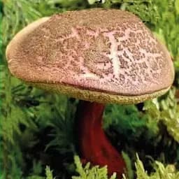 Сухий зерновий міцелій "Моховик Тріщинуватий" 10г (113393)