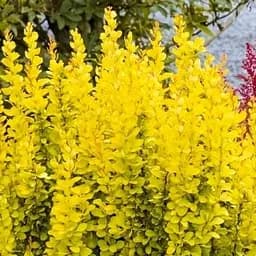 Саджанець Agro-Market Барбарис Тунберга Марія (контейнер P9) (105243)