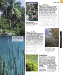 Ocean. The Definitive Visual Guide - мініатюра 4