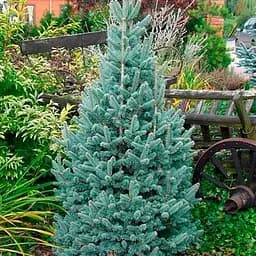 Ялиця щеплена Agro-Market 2-х річна гірська Compacta С1 висота 20-25 см 187444 1 саджанець в упаковці