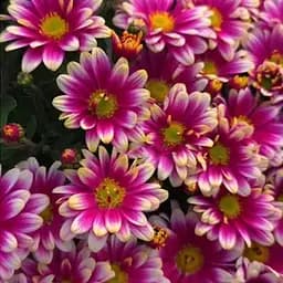 Хризантема мультифлора куляста "Picto Violet Blanc" (189654) 1 саженец