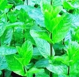 Саджанець Agro-Market М'ята Мандаринова Menta Thahi (62367) (Корневище) 1 шт. в упаковці