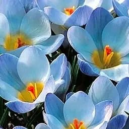 Крокус ботанический "Blue Pearl" (размер 5/7, средний) 5 шт (17219)