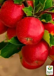 Саджанець Agro-Market Яблуня Розелла (зимовий сорт, пізній термін дозрівання) 1 шт. в упаковці (178101) - мініатюра 2