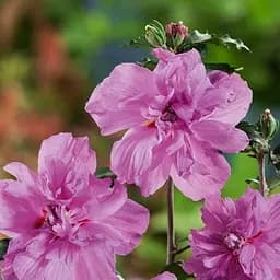 Саджанець Agro-Market Гібіскус махровий сирійський Ardens (52830)