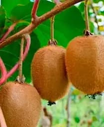 Саджанець Agro-Market Ківі Бруно (один з кращих сортів) (35893) 1 шт. в упаковці - мініатюра 3