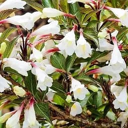 Вейгела квітуча 2-річна "Black and White" С2 висота 20-40см (188048) 1 саженец