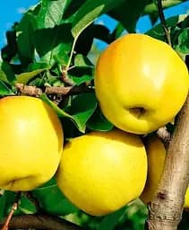 Саджанець Agro-Market Яблуня Голд Крим (зимовий сорт, пізній термін дозрівання) 1 шт. в упаковці (23459)